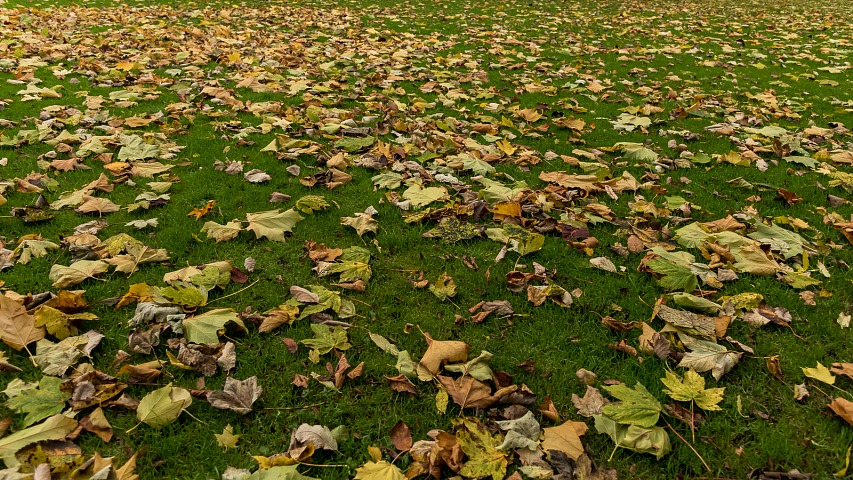 Jesenný koberec