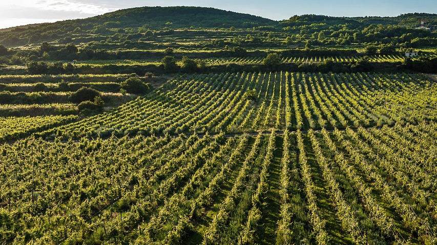 Malokarpatské vinohrady
